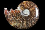 Polished, Agatized Ammonite (Cleoniceras) - Madagascar #94250-1